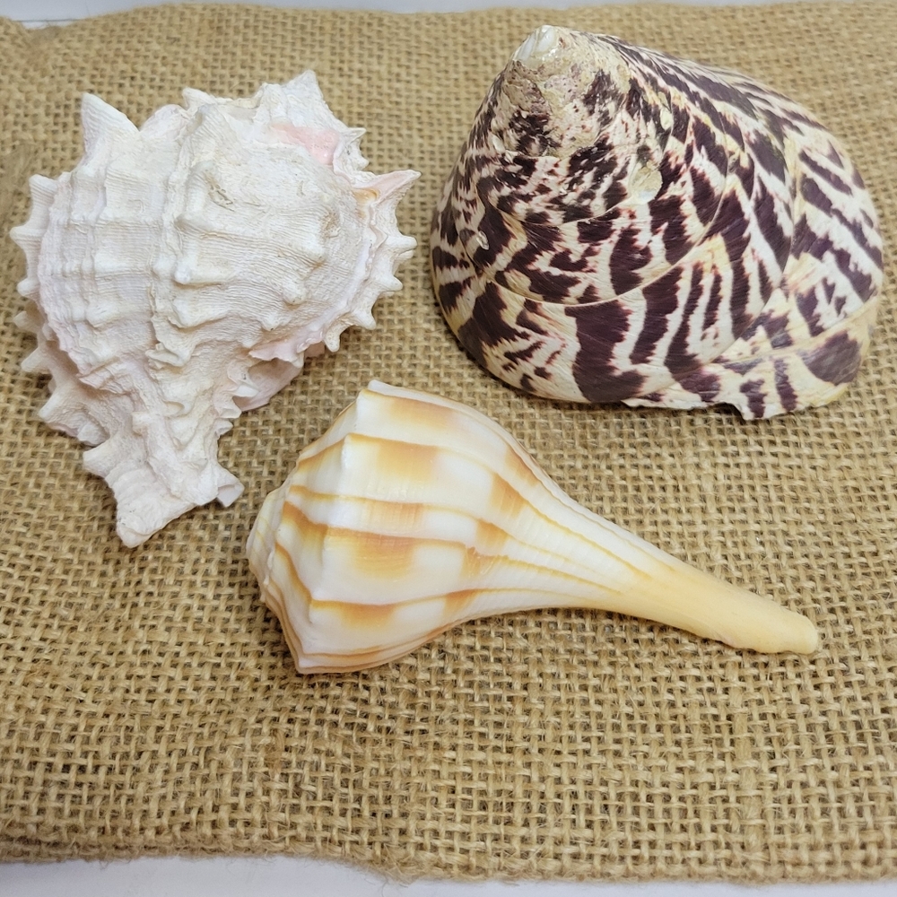 Trio of Approx: 3" Different Variety Real Seashells